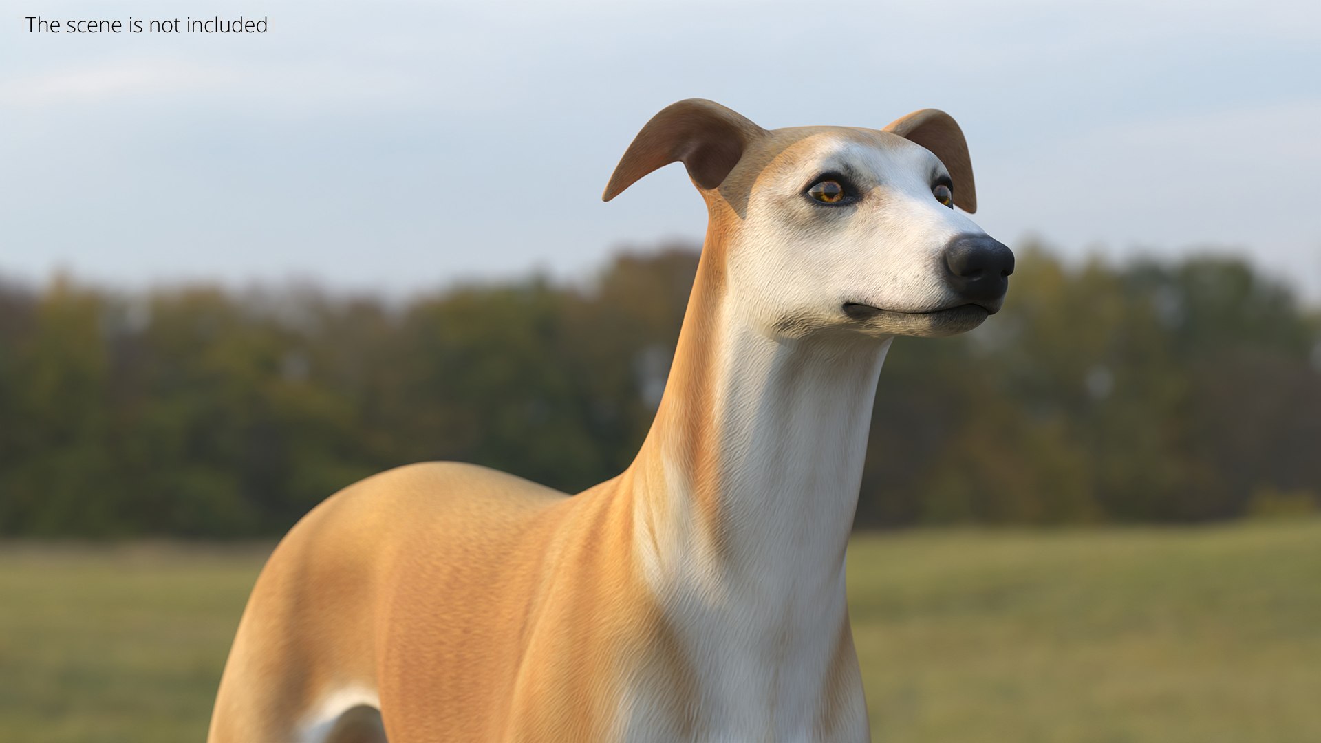 Large Dogs Collection 3D https://p.turbosquid.com/ts-thumb/BA/pybvfR/GO/adult_racing_greyhound_male_fawn_002/jpg/1760943213/1920x1080/fit_q87/c5c512f627fccb931a642f4549cfc034a596a78b/adult_racing_greyhound_male_fawn_002.jpg