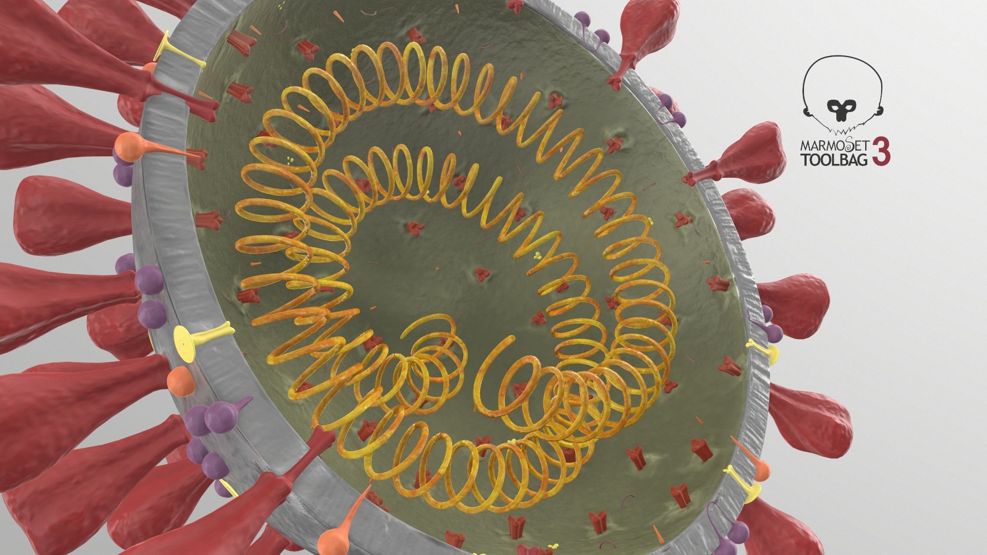 3D section novel coronavirus virus model https://p.turbosquid.com/ts-thumb/BA/sZAFm2/8E5cf7QX/screenshot008/jpg/1586180690/1920x1080/fit_q87/078c676074fe807998ee992cfb881cd1da42ba91/screenshot008.jpg