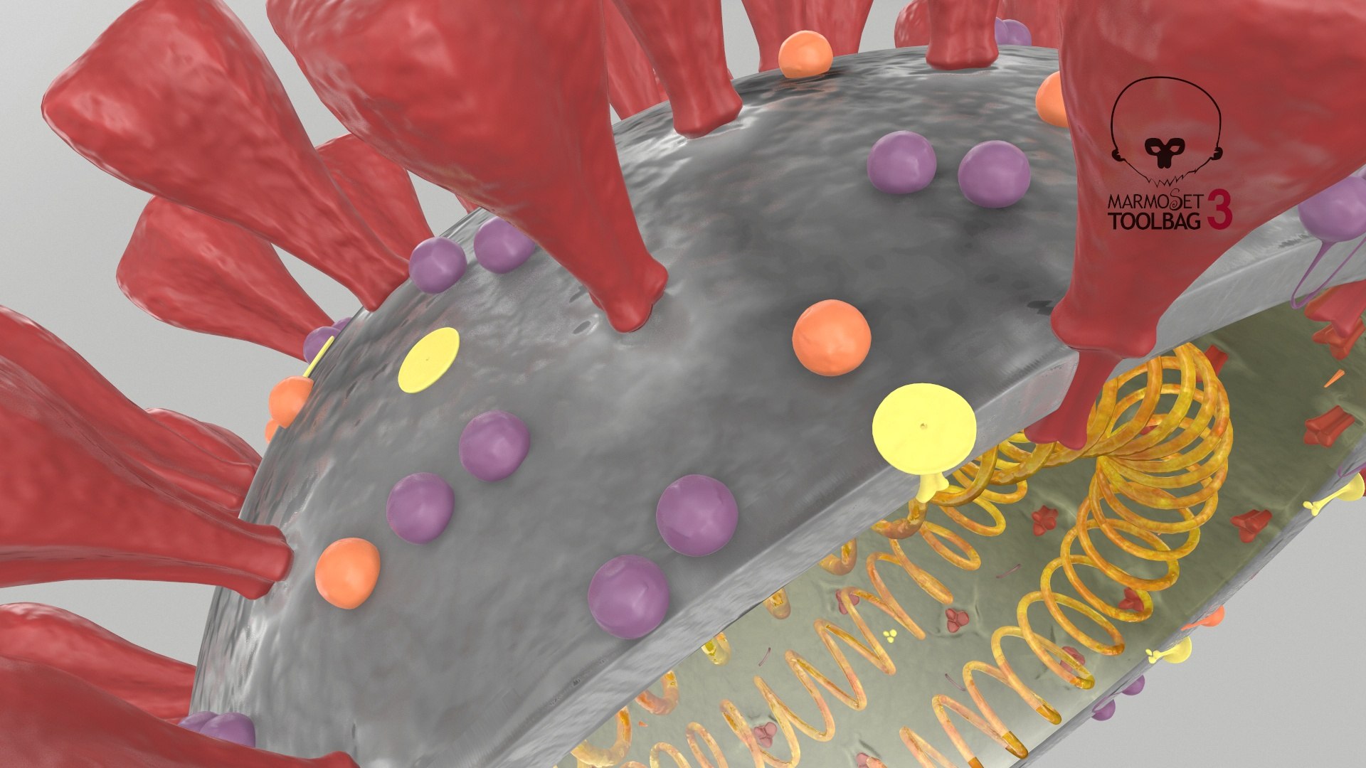 3D section novel coronavirus virus model https://p.turbosquid.com/ts-thumb/BA/sZAFm2/El3bzluz/screenshot006/jpg/1586180686/1920x1080/fit_q87/5555a8b75304e0e020e02cd7789e3f40c8ae6a23/screenshot006.jpg