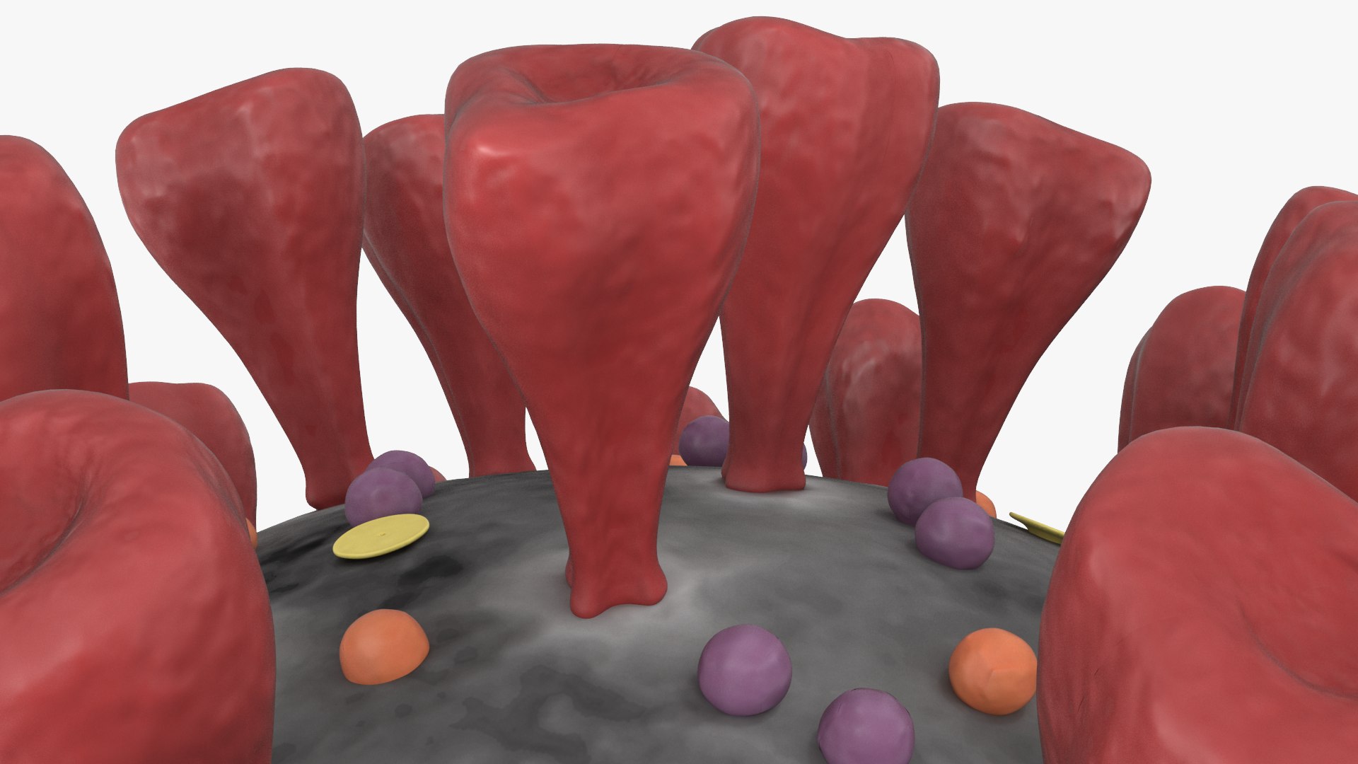 3D Section Novel Coronavirus Virus Model - TurboSquid 1537192