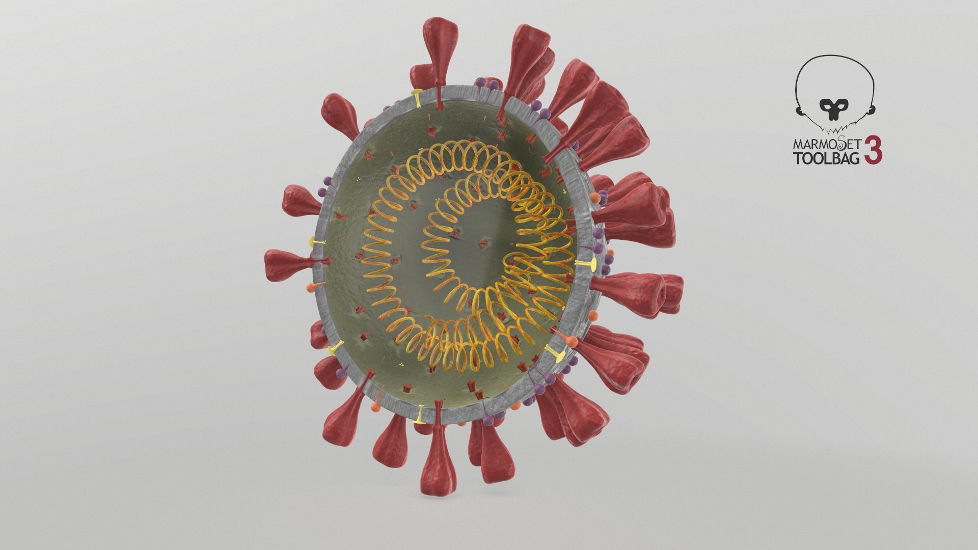 3D section novel coronavirus virus model https://p.turbosquid.com/ts-thumb/BA/sZAFm2/aa1EsXau/screenshot000/jpg/1586180676/1920x1080/fit_q87/6841d728d513a0f5146e4d1f6e32b91c5d66ae78/screenshot000.jpg