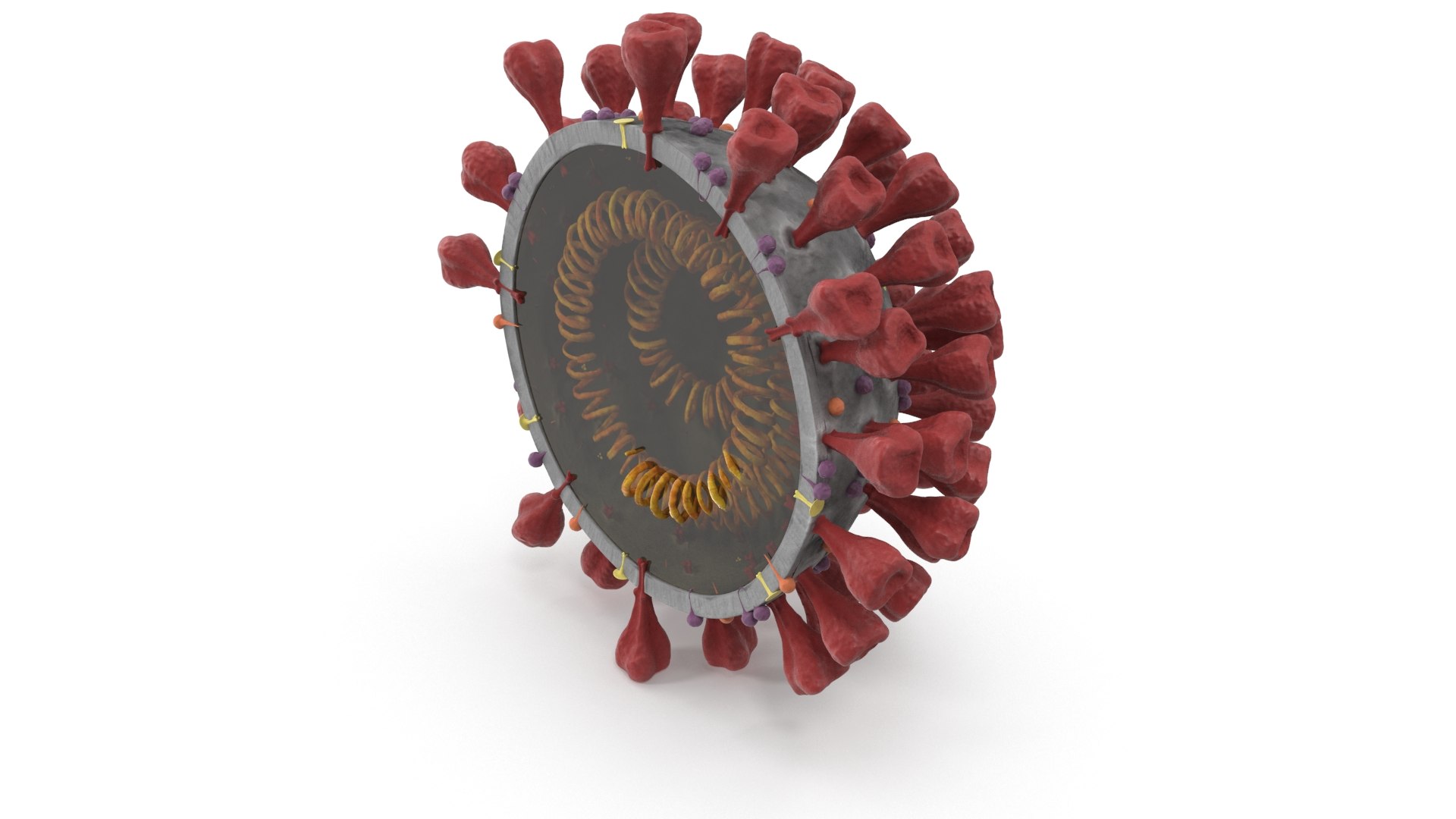 3D section novel coronavirus virus model https://p.turbosquid.com/ts-thumb/BA/sZAFm2/miOVsvPl/novelcoronaviruscrosssection_color0000/jpg/1586179639/1920x1080/fit_q87/9942ebf8e3e114c67a1157b325082c4a1fcf2837/novelcoronaviruscrosssection_color0000.jpg