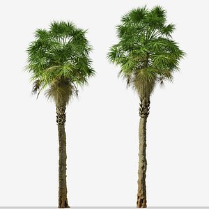 3D Set of Sabal Palm or Carolina palmetto Tree - 2 Trees model