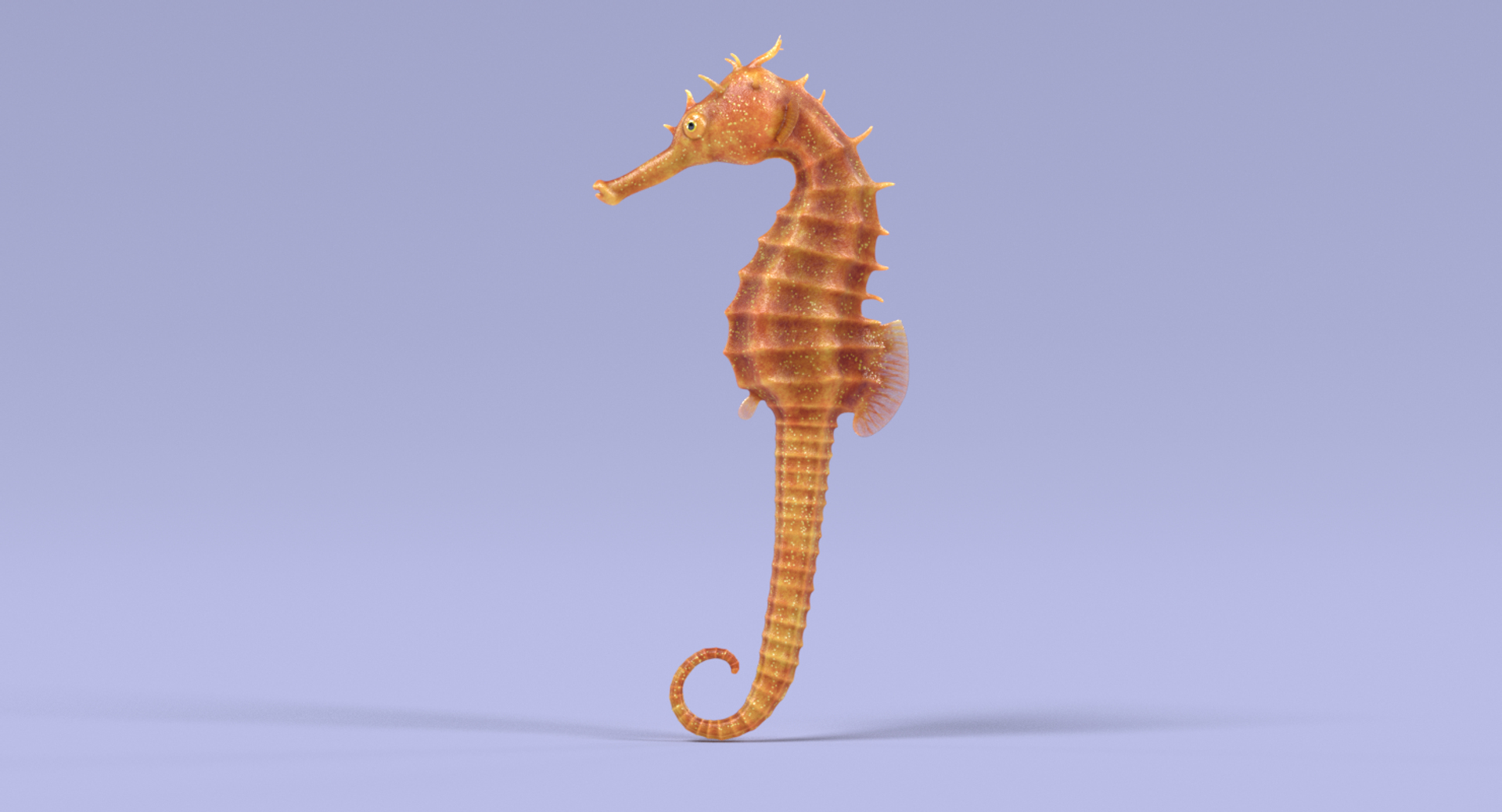 3D Long-snouted Seahorse Rigged - TurboSquid 1182519