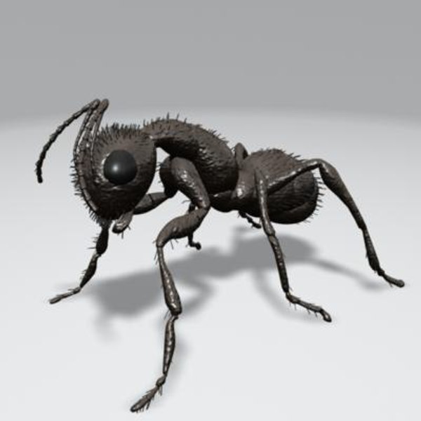 3d ant insect model