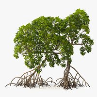 Mangrove Trees