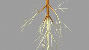 Tap Root System