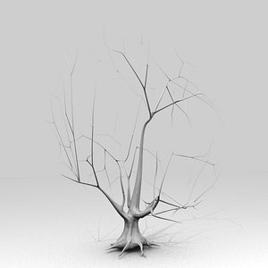 Large bare maple tree