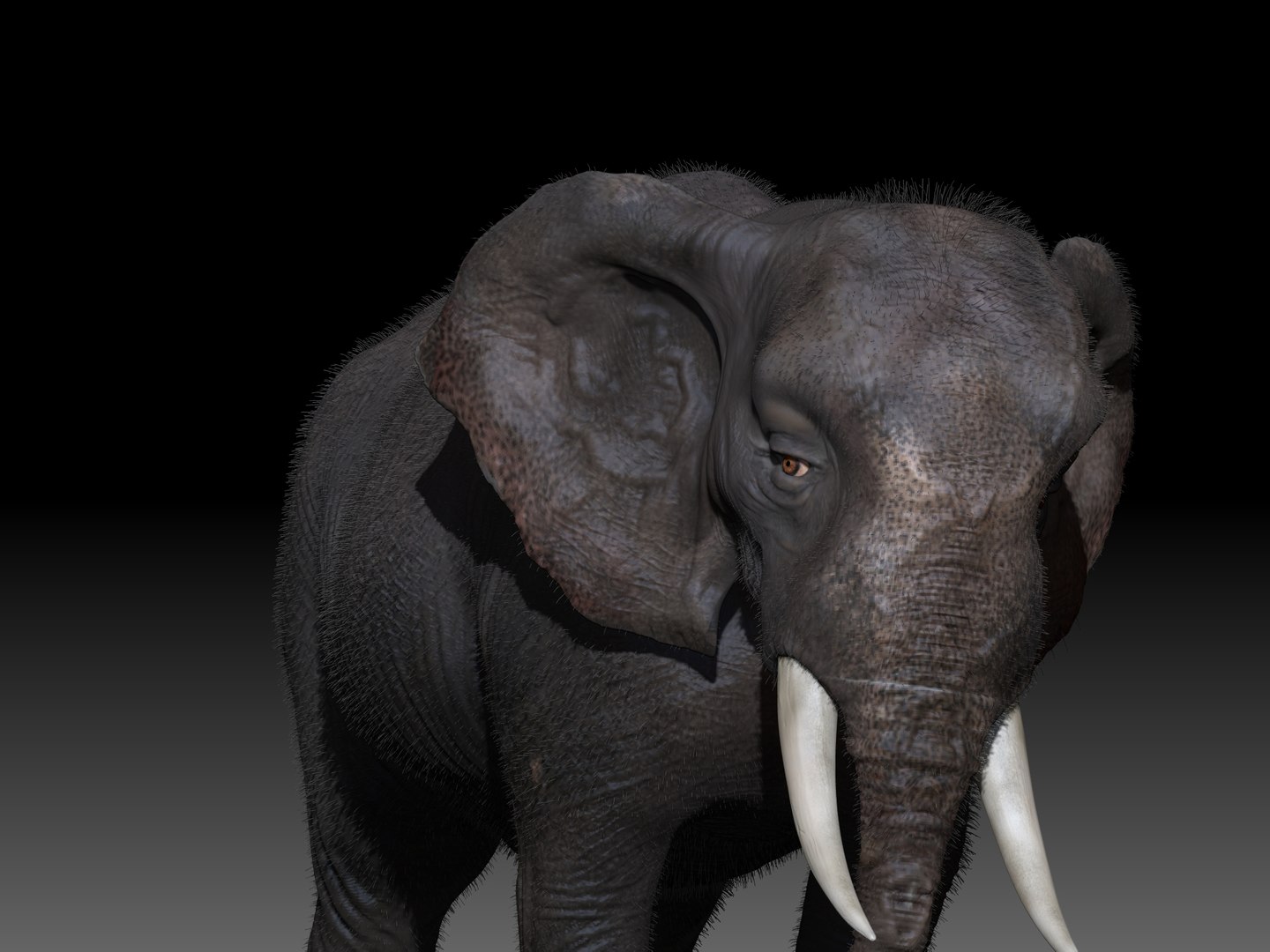 3D Elephant Rig - TurboSquid 1298964