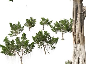 Ficus microcarpa- Malayan Banyan