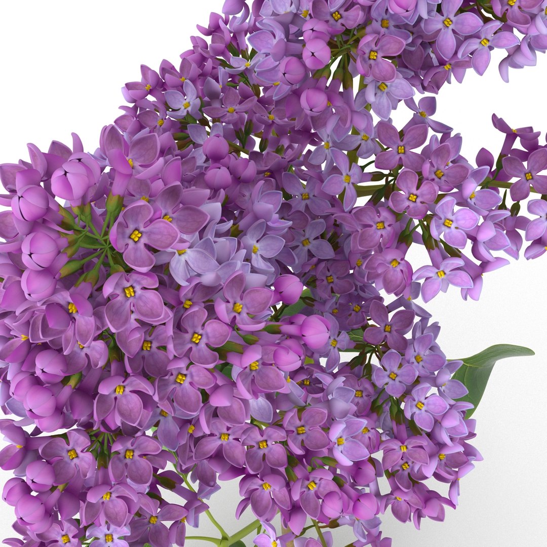 syringa lilac 3d model