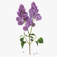 Lilac