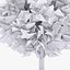 Deciduous 018