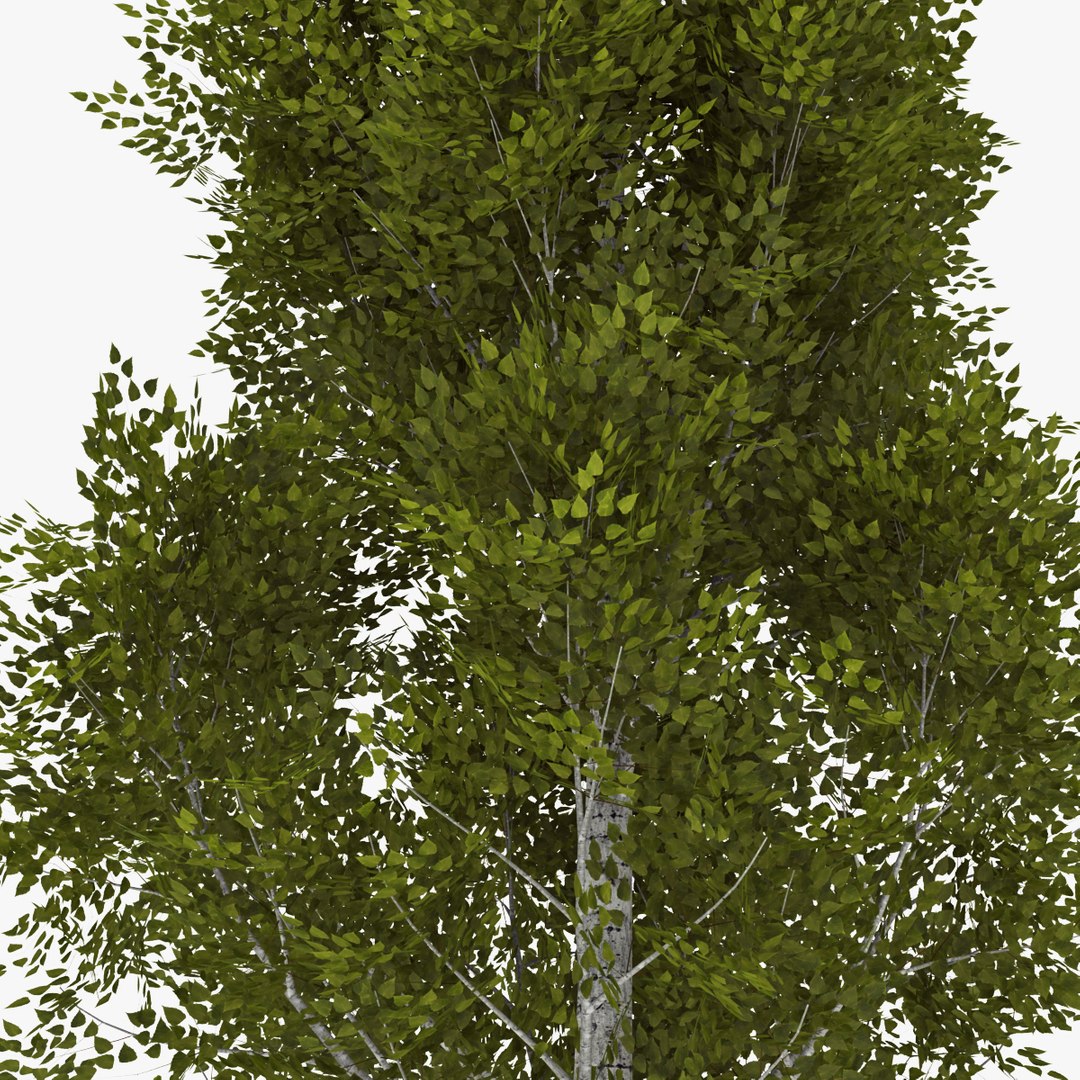 3d deciduous 018 model https://p.turbosquid.com/ts-thumb/BC/ELWd0R/r75JQAzQ/04/jpg/1408695563/1920x1080/fit_q87/8b6531b6be56c86a77179b23ea7da0c4c31de45b/04.jpg