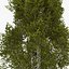 Deciduous 018