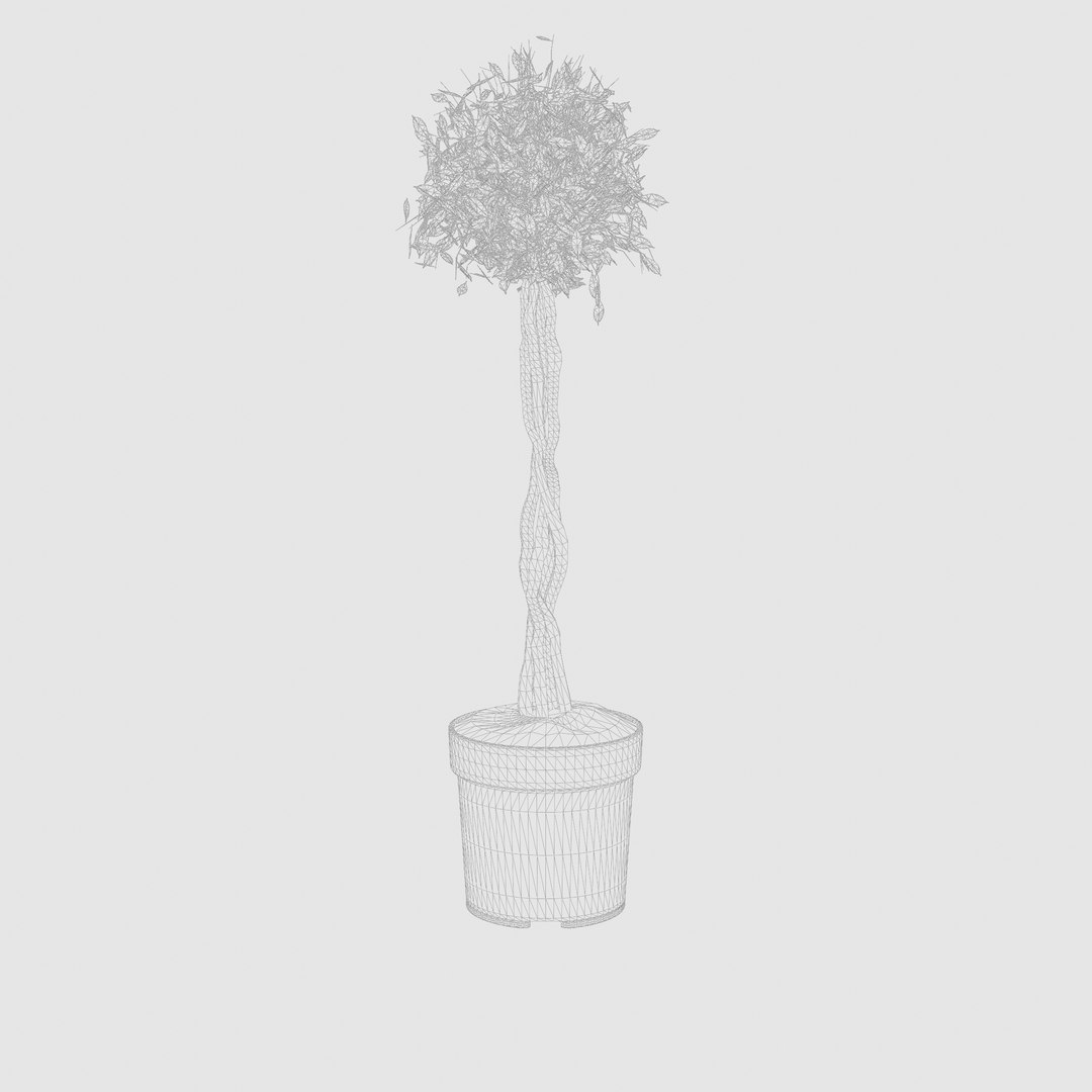 Ficus Nitida braided stem 3D model https://p.turbosquid.com/ts-thumb/BC/Ed3kDW/t3/preview_7/jpg/1720433853/1920x1080/fit_q87/52b00416ee43aaa09ad49f5f14f9280eeb81d95a/preview_7.jpg