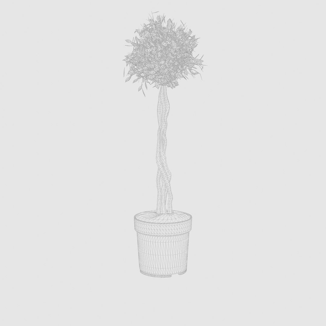 Ficus Nitida braided stem 3D model https://p.turbosquid.com/ts-thumb/BC/Ed3kDW/x6/preview_6/jpg/1720433848/1920x1080/fit_q87/0558dfac71365859cb63dbd1da9152e89c397d5c/preview_6.jpg