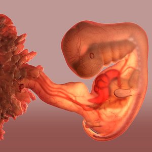 maya unborn baby 5 weeks
