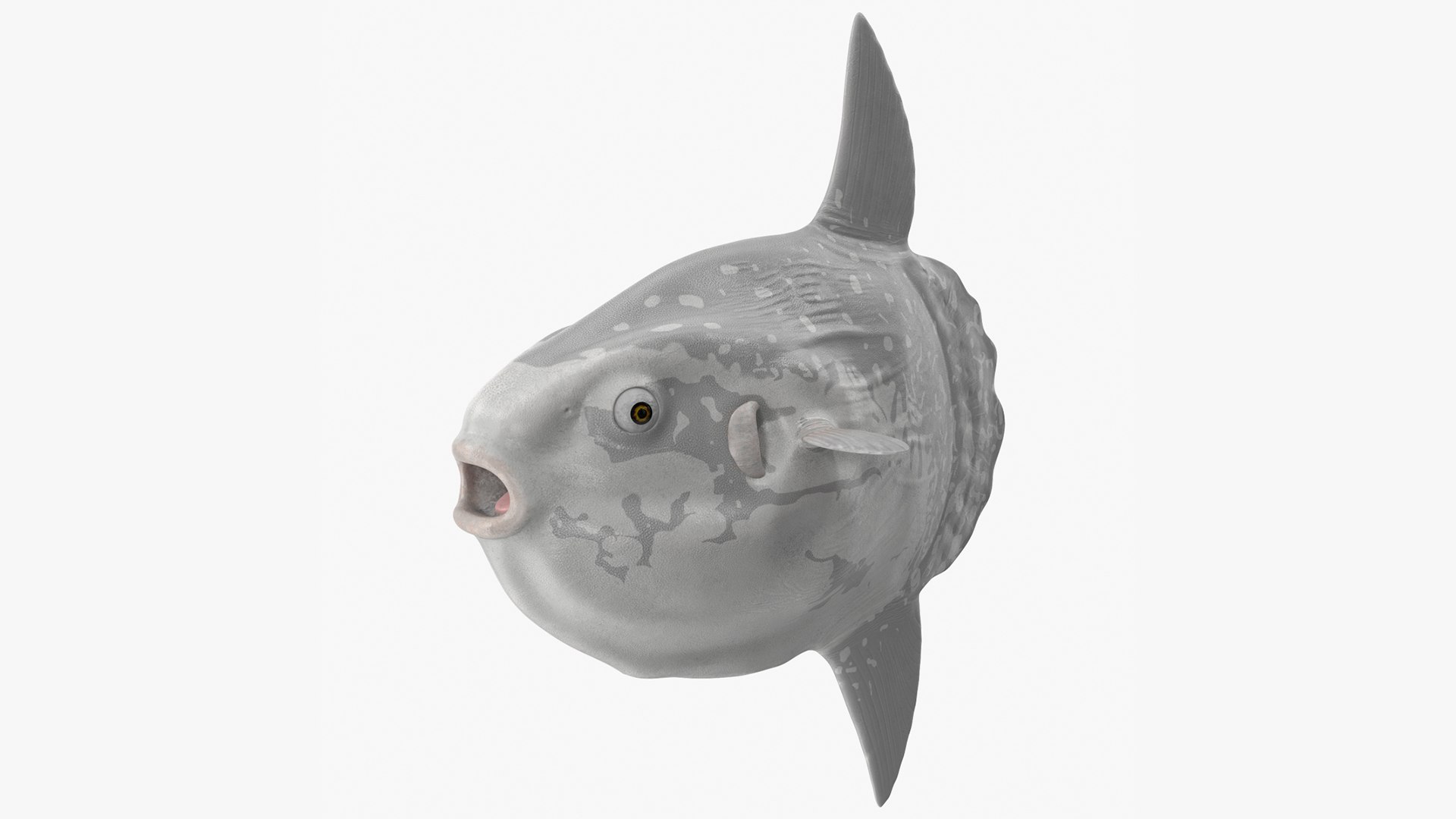 Mola Mola Ocean Sunfish Model - TurboSquid 1830135