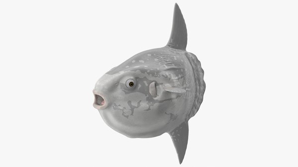 mola mola モラモラ