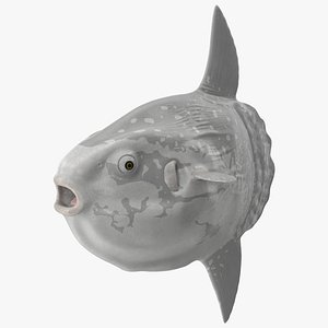 Mola Mola Ocean Sunfish model