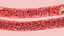 Blood Vessel model
