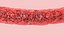 Blood Vessel model