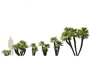 3D Chamaerops humilis - Mediterranean fan palm 03 model