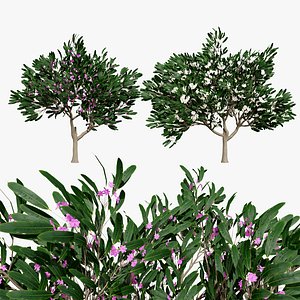 3D Highly Detailed Plumeria Tree
