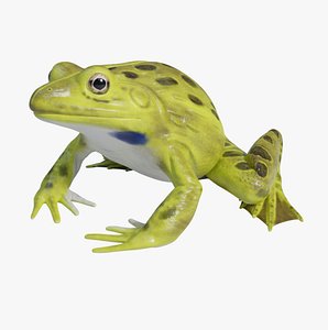 3D model Indian Bullfrog - Animated