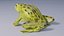 Indian Bullfrog - Animated