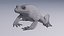Indian Bullfrog - Animated