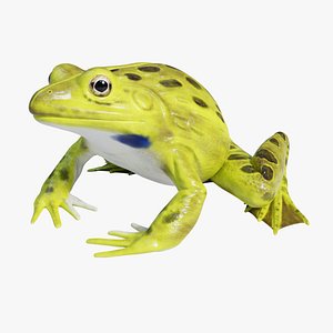 Indian Bullfrog - Animated