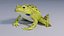 Indian Bullfrog - Animated
