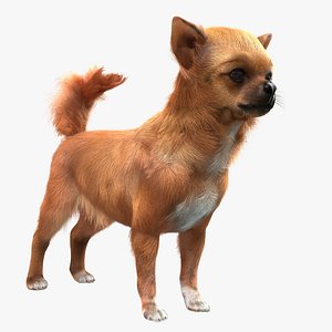 Chihuahua with Fur