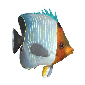 Orange Face Butterflyfish 3D model