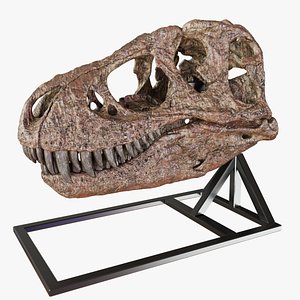 Fossilized Tyrannosaurus Rex Skull 3D