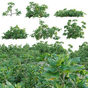 Scaevola taccada - beach naupaka 3D model