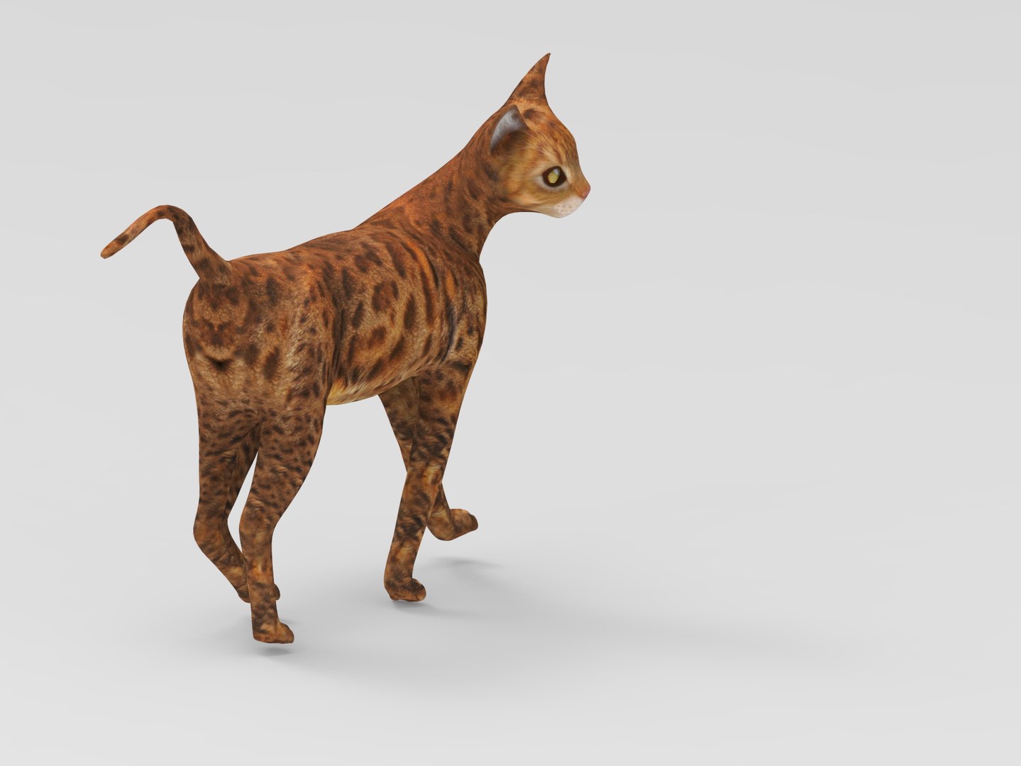 Cat Rigged 3D Model - TurboSquid 1161442