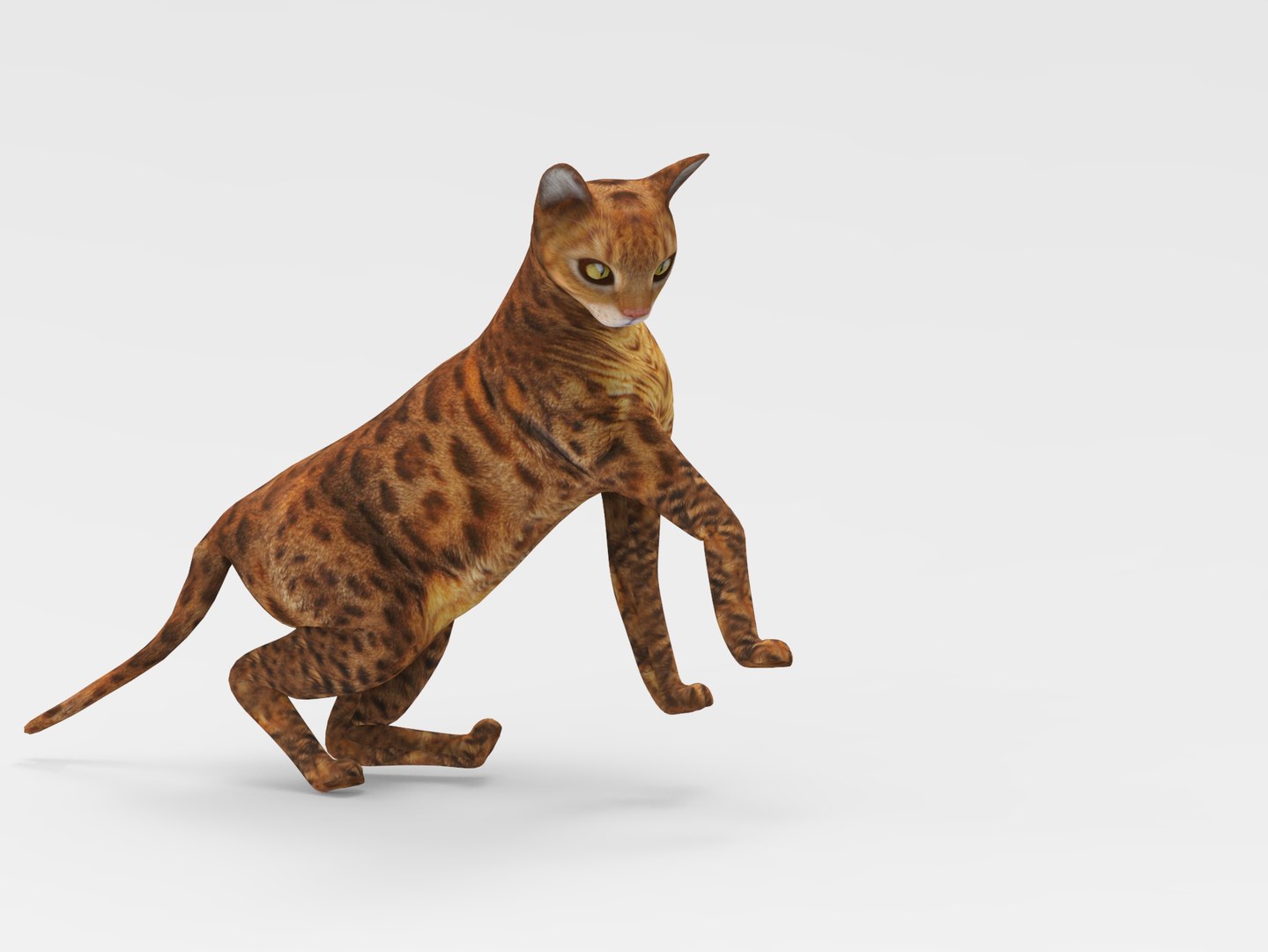 Cat Rigged 3D Model - TurboSquid 1161442