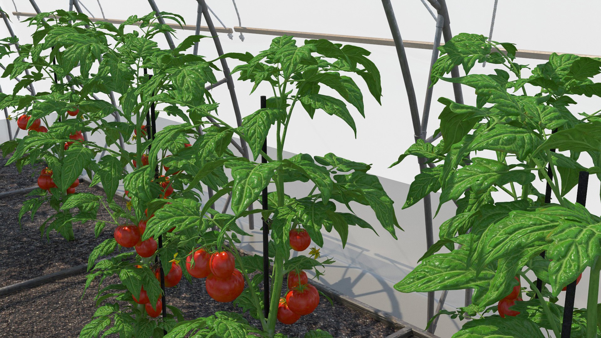 3D Vegetables Greenhouse Tent with Gardener model https://p.turbosquid.com/ts-thumb/BD/P0qfAd/vB/vegetables_greenhouse_tent_with_gardener_024/jpg/1737955498/1920x1080/fit_q87/eb7f5c19834a8d38dcfe90f59f5c461217a467e9/vegetables_greenhouse_tent_with_gardener_024.jpg