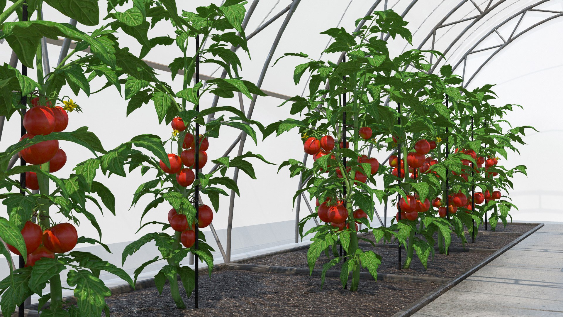 3D Vegetables Greenhouse Tent with Gardener model https://p.turbosquid.com/ts-thumb/BD/P0qfAd/yB/vegetables_greenhouse_tent_with_gardener_022/jpg/1737955495/1920x1080/fit_q87/3880a6e912fbf88b8a516bd8a1741ae4f5a11a49/vegetables_greenhouse_tent_with_gardener_022.jpg