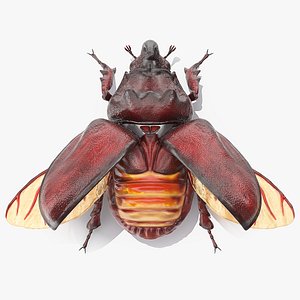 3D oryctes nasicornis rhinoceros beetle insect model