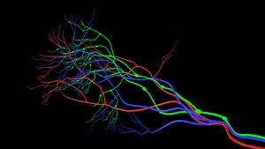 Ovary inside blood vessels model