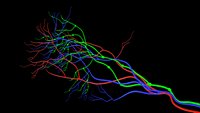 Ovary inside blood vessels
