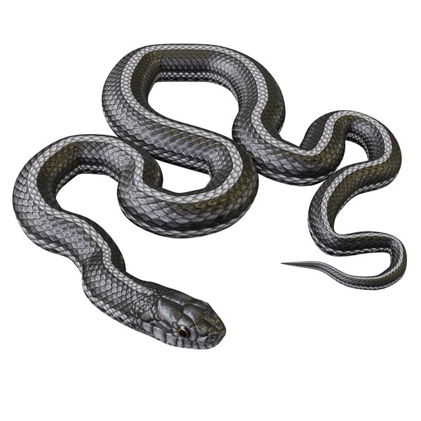 Cobra Da Serpente 3D Isolada Em Um Branco Ilustração Stock