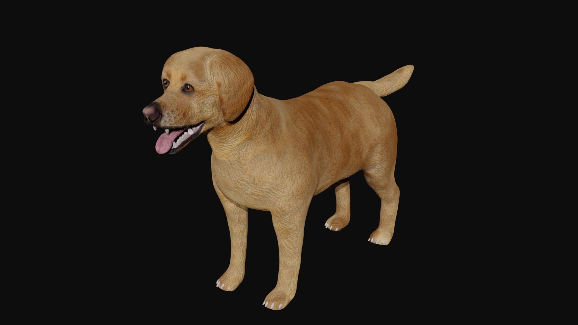 Labrador 3D https://p.turbosquid.com/ts-thumb/BD/pXQrVi/0v/4/jpg/1623733689/1920x1080/fit_q87/617f41fb776bd9235dbd73a8745e88589cd0ee28/4.jpg