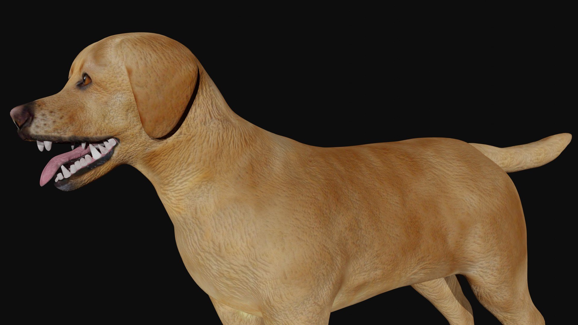 Labrador 3D https://p.turbosquid.com/ts-thumb/BD/pXQrVi/bX/5/jpg/1623733698/1920x1080/fit_q87/4ee80133aa73a68832896705a4cb8c4db2fc273b/5.jpg