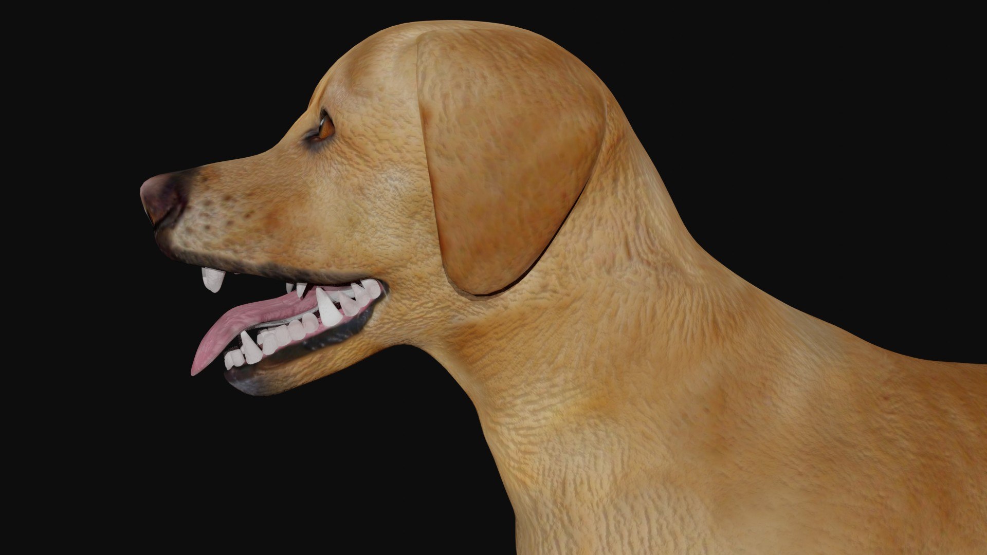 Labrador 3D https://p.turbosquid.com/ts-thumb/BD/pXQrVi/c5/6/jpg/1623733691/1920x1080/fit_q87/cac2c8eb540e32fa3f32b5c4c38a892ae4bebe31/6.jpg