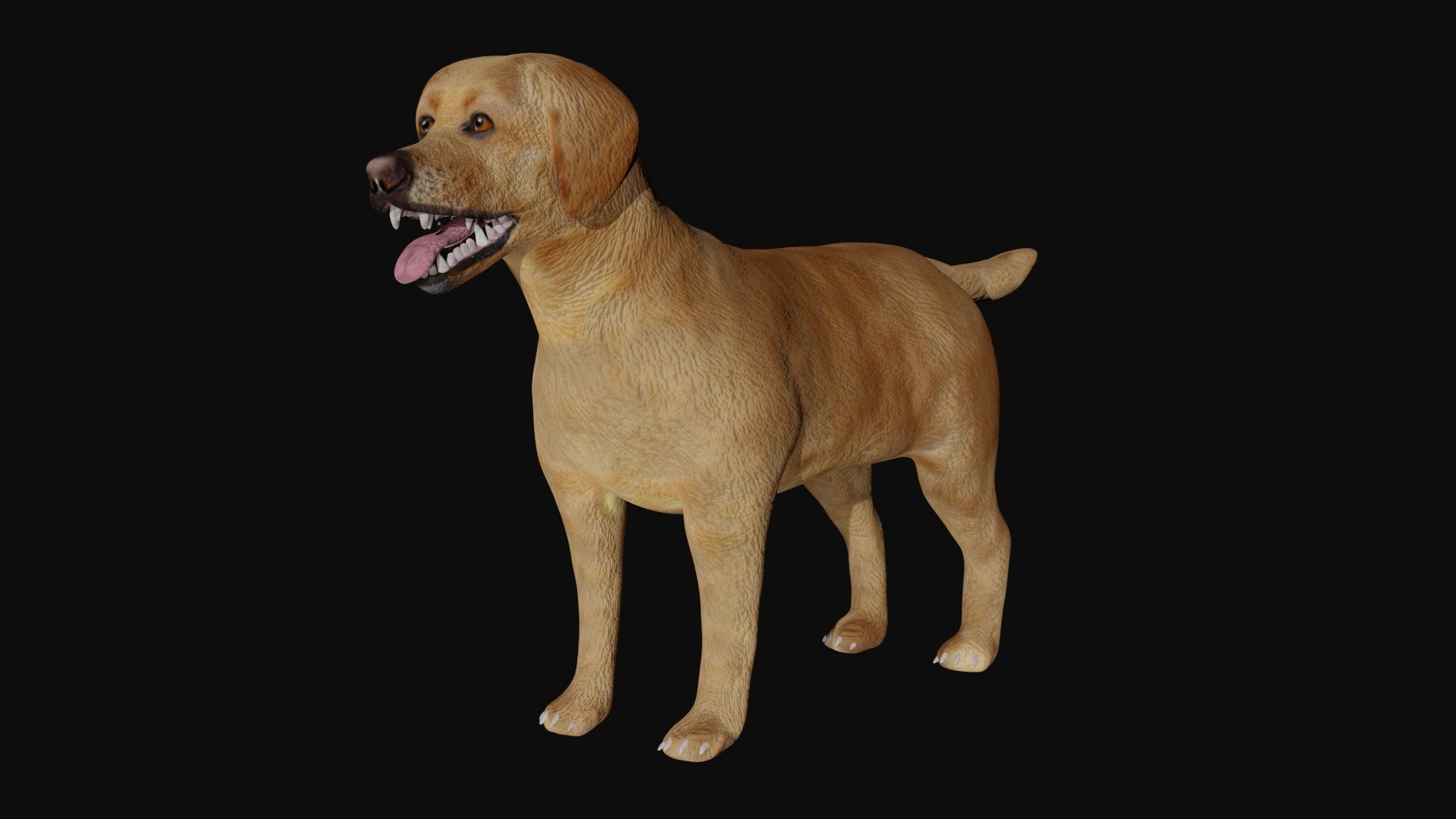 Labrador 3D https://p.turbosquid.com/ts-thumb/BD/pXQrVi/ql/3/jpg/1623733686/1920x1080/fit_q87/b52e458a931cbf642707fea9d1f5556d0605013c/3.jpg